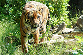 Marwell Zoo